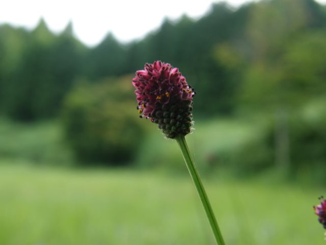 e0145033_18471757.jpg