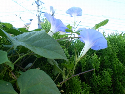 a0109742_22204024.jpg