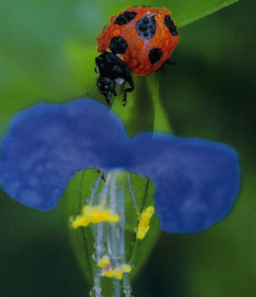 c0050857_9591425.jpg