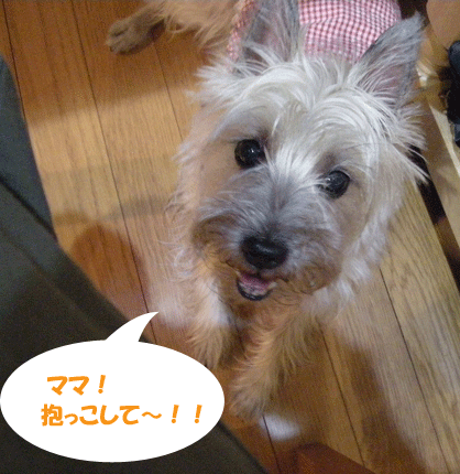 e0066883_20402859.gif