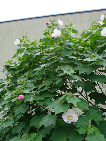 e0008586_21574348.jpg