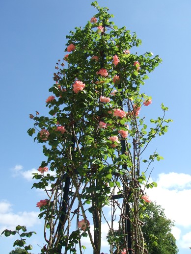 e0030488_2155132.jpg
