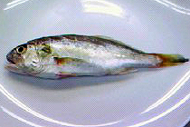 f0008597_2037872.jpg