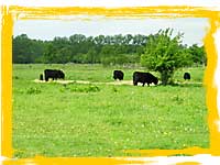 e0037600_614339.jpg