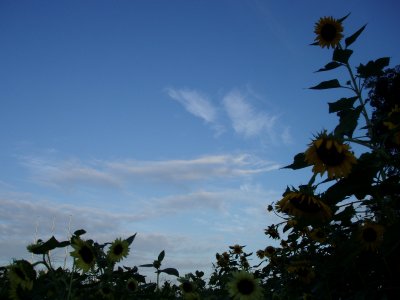 c0147909_11154017.jpg