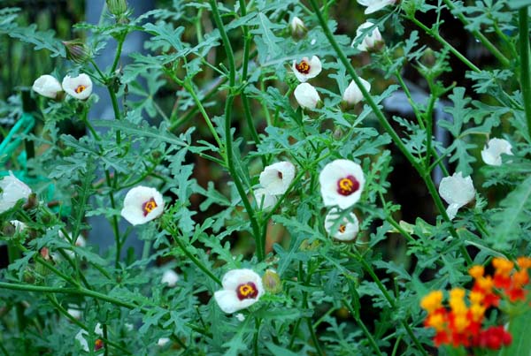 d0029829_444892.jpg