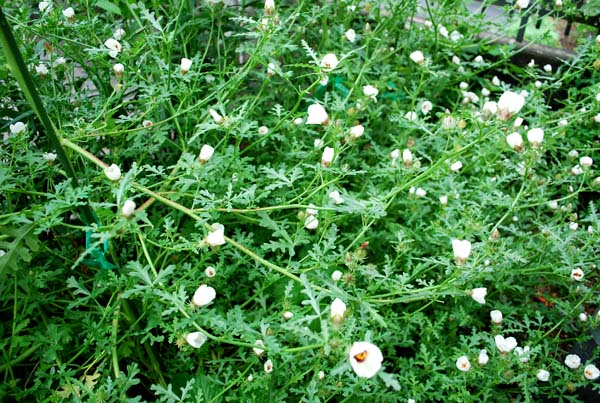 d0029829_464829.jpg