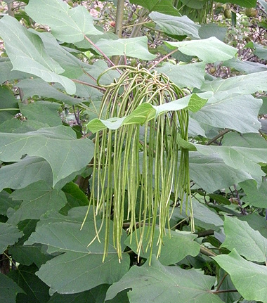 a0001354_21181452.jpg