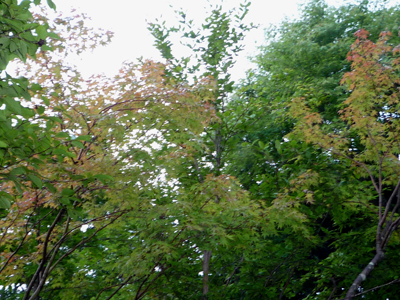b0045357_854332.jpg