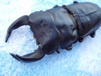 c0150582_6124558.jpg