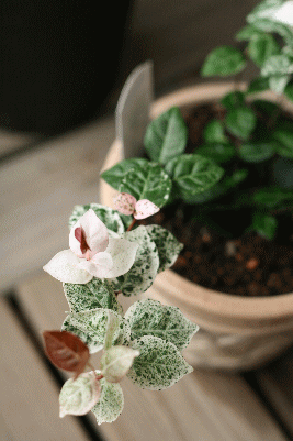 d0100192_231818100.gif