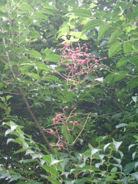 e0025300_14282169.jpg
