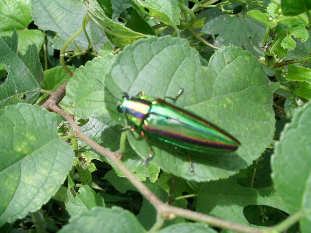 e0025300_14362449.jpg