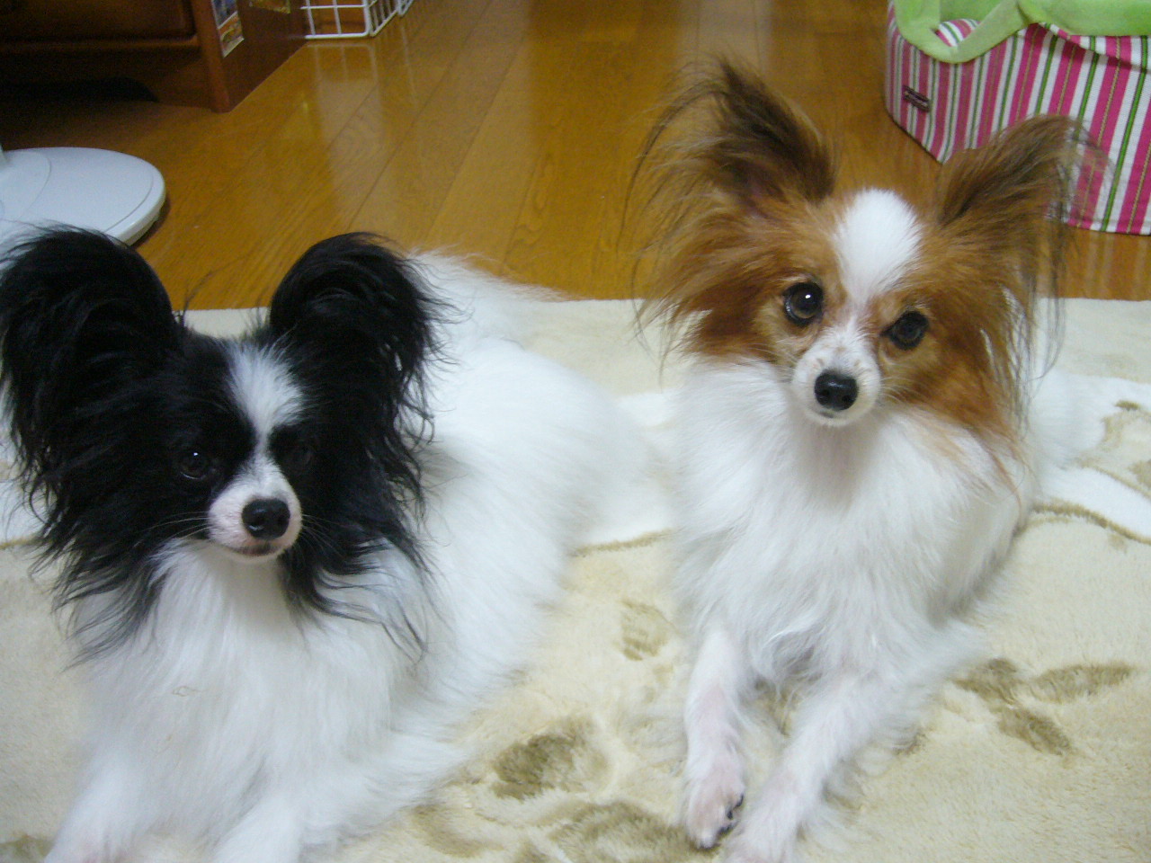 f0135021_218662.jpg