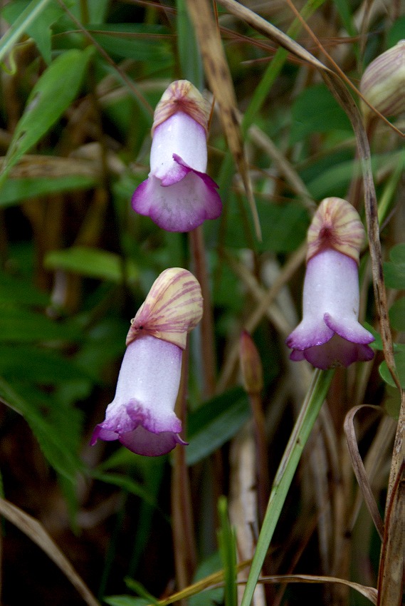 d0053930_548886.jpg