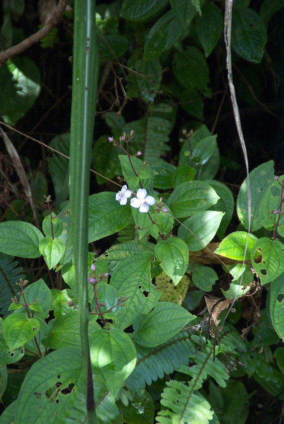 d0053930_5534155.jpg