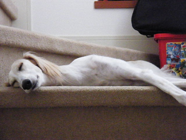 e0003270_0265949.jpg
