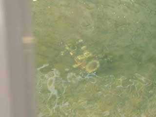 c0162773_14453632.jpg
