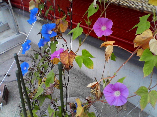 a0007388_844713.jpg