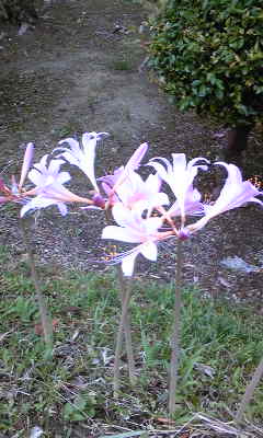 d0117011_5565326.jpg