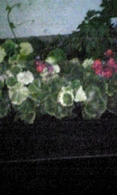 c0170377_2324584.jpg