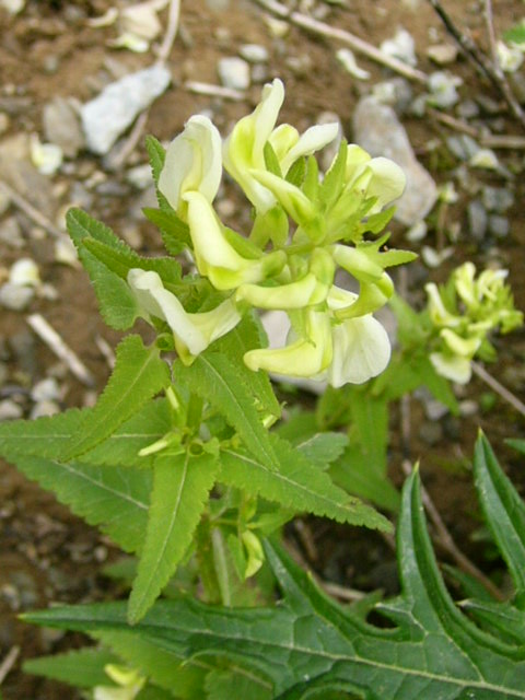 e0145782_16501422.jpg