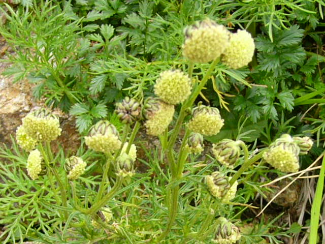 e0145782_16524683.jpg