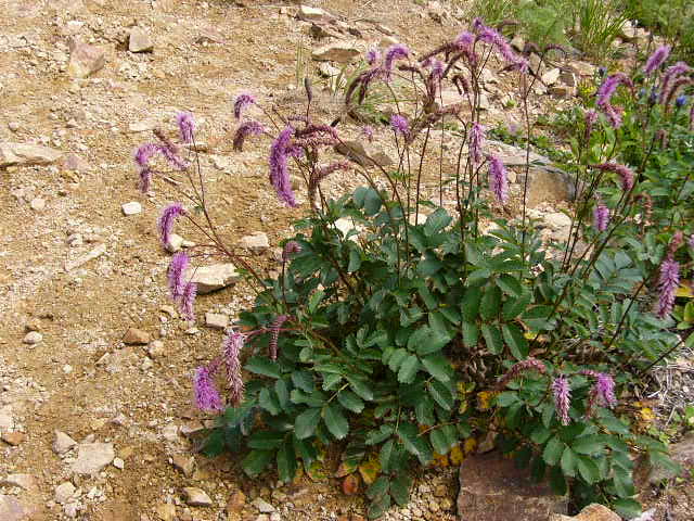 e0145782_16562793.jpg