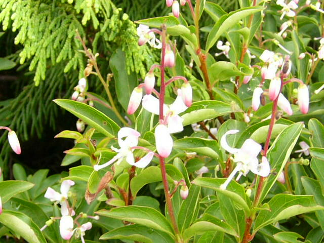 e0145782_17222459.jpg