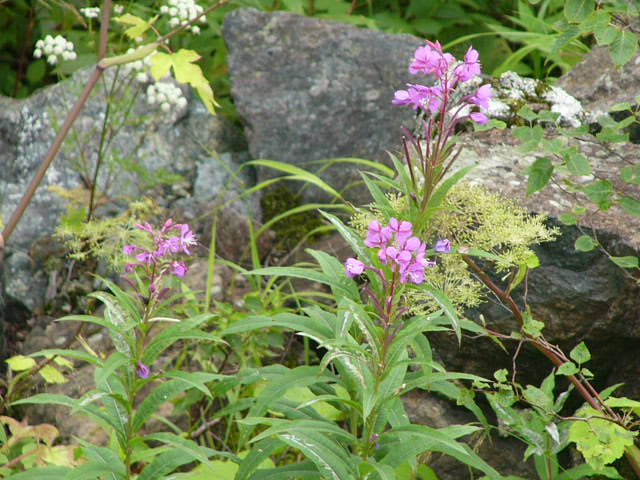 e0145782_17232518.jpg
