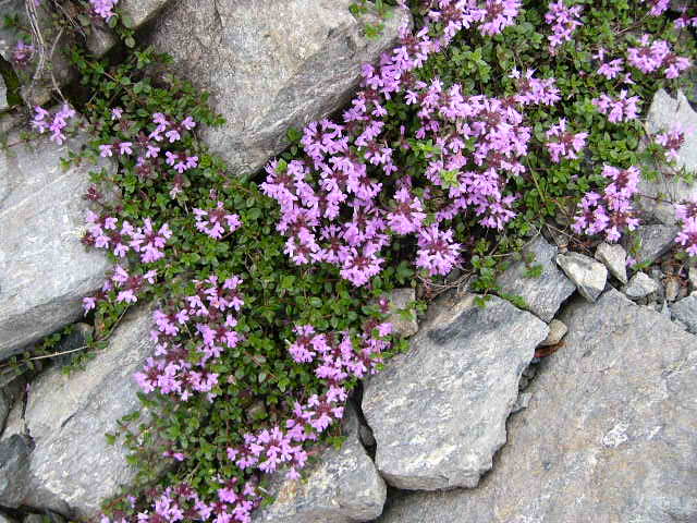 e0145782_17234832.jpg