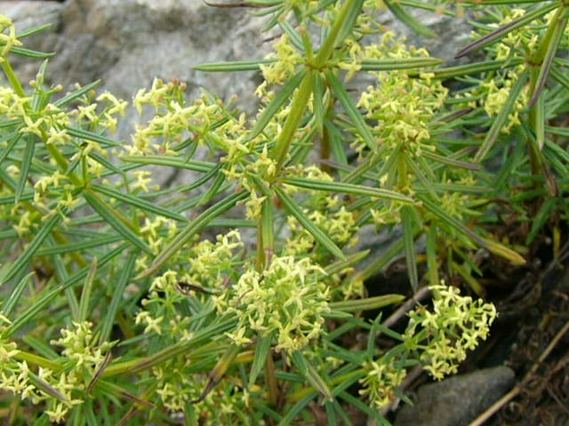e0145782_17242063.jpg