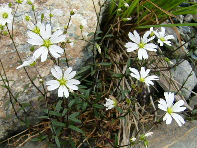 e0145782_17244579.jpg