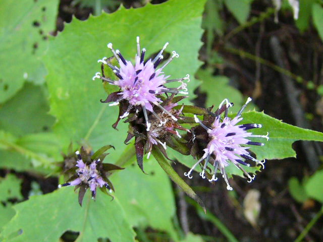 e0145782_17252188.jpg