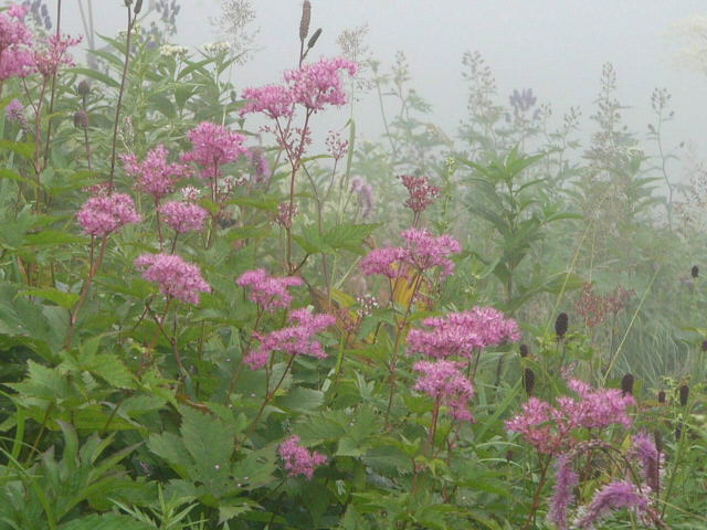 e0145782_17262235.jpg