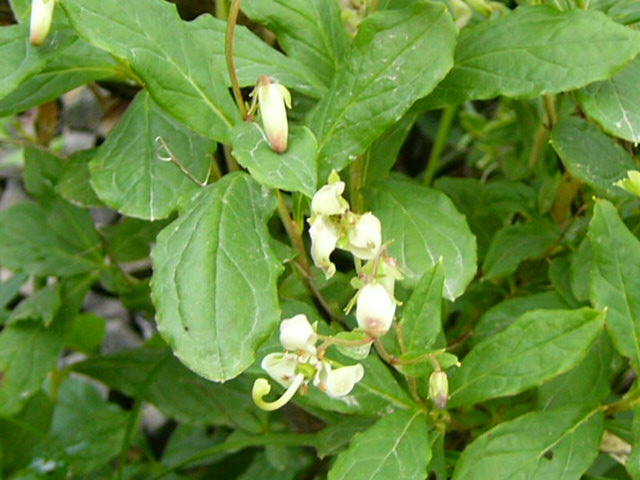 e0145782_17264821.jpg