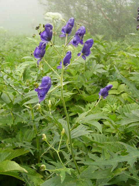 e0145782_17271767.jpg