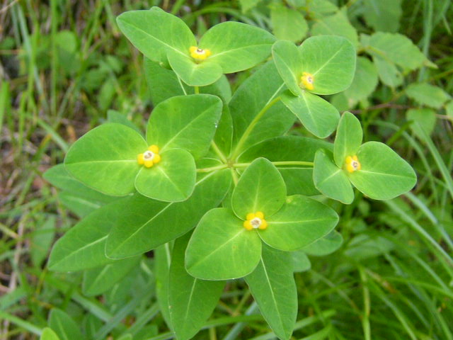 e0145782_17274551.jpg
