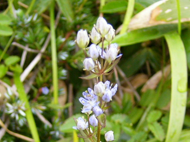 e0145782_176962.jpg