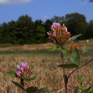 c0130986_6101391.jpg