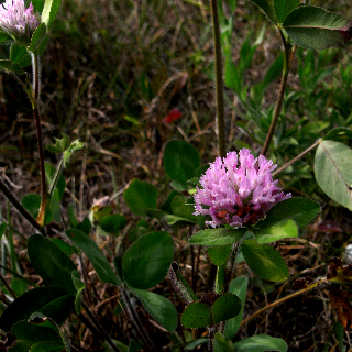 c0130986_63292.jpg