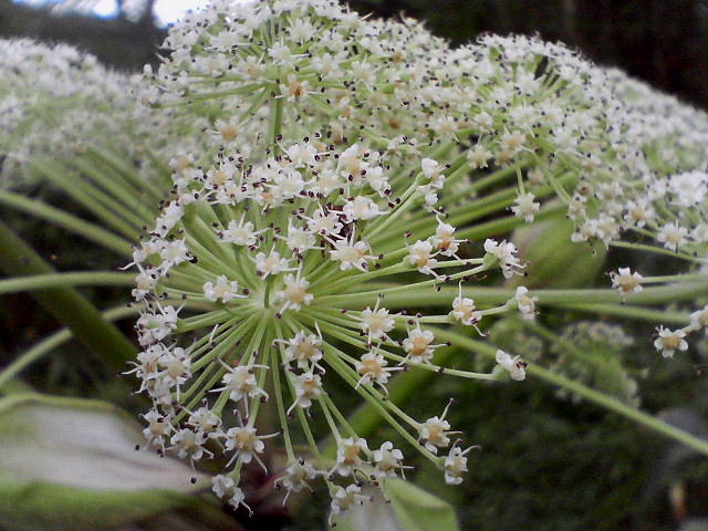a0007388_833592.jpg
