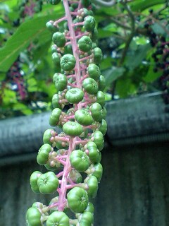 d0093903_2264928.jpg