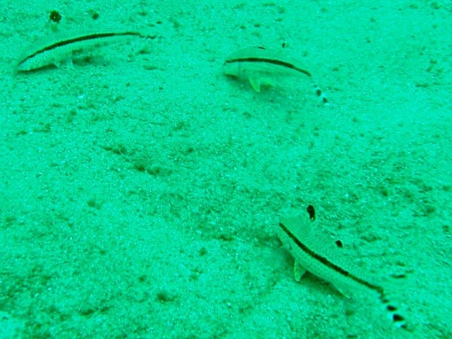 a0000014_14245849.jpg