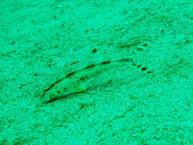 a0000014_1425646.jpg