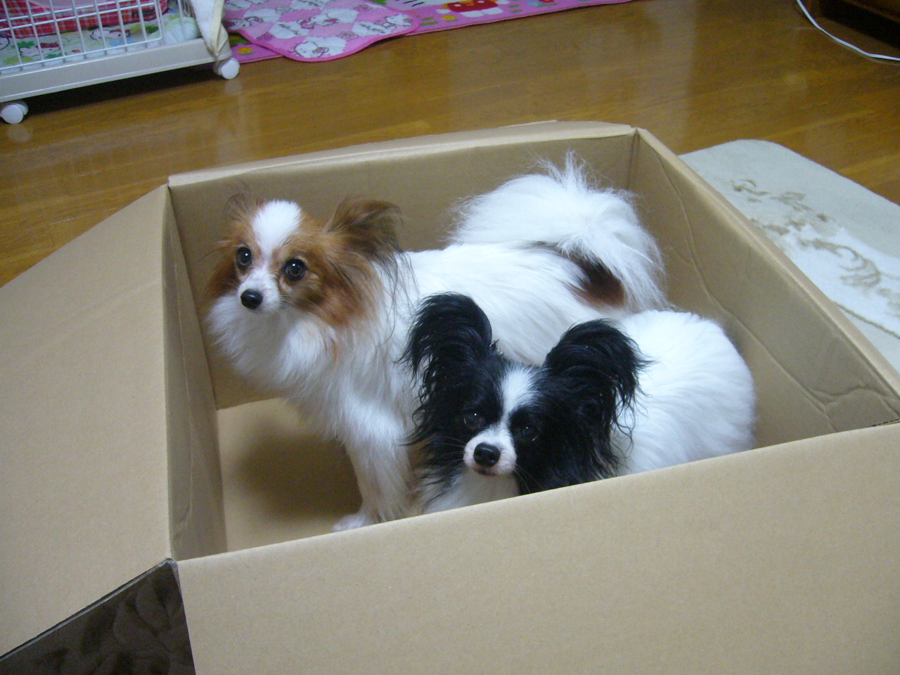 f0135021_21272653.jpg