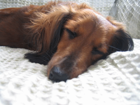 a0037322_16264524.gif
