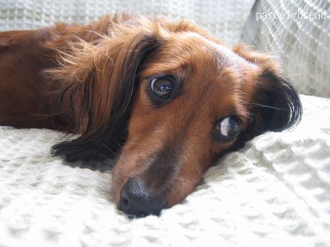 a0037322_16313585.gif