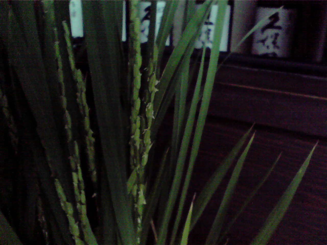 d0141922_8403749.jpg