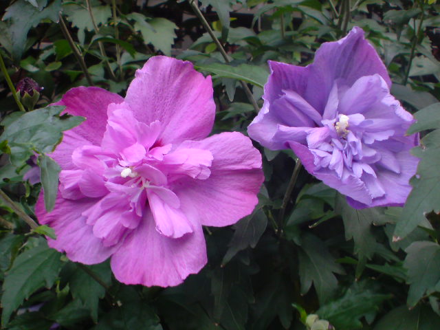 e0016828_0103439.jpg